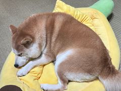 -逗柴咖啡屋·狗咖猫咖宠物桌游
