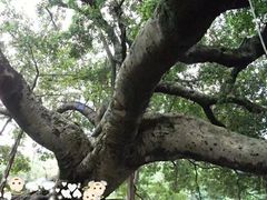 -小洲村