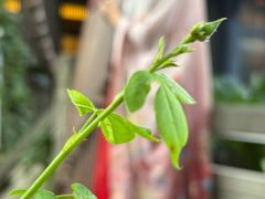 -大妙火锅·非物质文化遗产(东湖公园店)