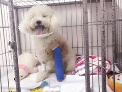-达爱动物医院·犬猫分区·CT·复杂眼科(远洋山水分院)