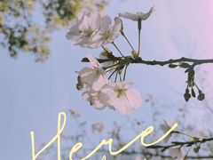 -顾村公园