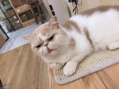 -滚猫咖啡·猫咖·猫友好撸猫(未来城店)