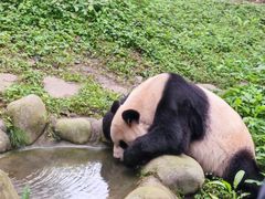 -都江堰中华大熊猫苑