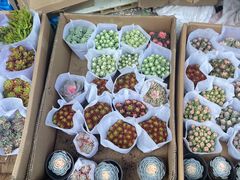 -循礼门鲜花花市(武汉循礼门店)