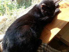 -海边的猫和咖啡馆