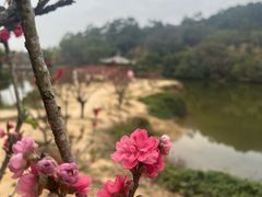 -南国桃园旅游度假区