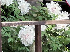 -洛阳市隋唐城遗址植物园