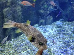 -太平洋海底世界