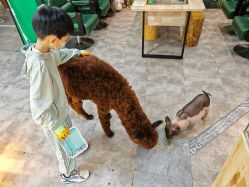 -神奇动物撸宠馆·羊驼·小浣熊·异宠(豫园店)