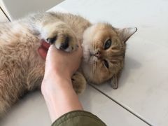-飞行喵MR PILOT|猫舍·猫咖(静安大融城店)