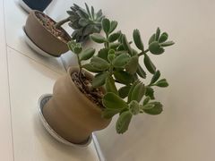 -阿水大杯茶(韩乐坊西街店)