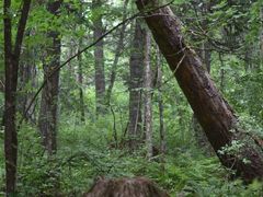 -五营红松林海景区
