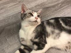 -BABIT巴比特宠物(MOMOPARK店)