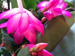 -静岸花卉园艺(三星坊店)