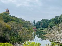 -深圳仙湖植物园