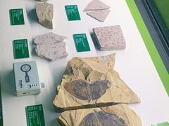 -天津自然博物馆