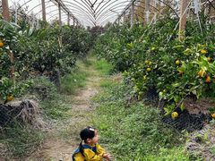 -前小桔亲子创意农场·草莓采摘·露营烧烤