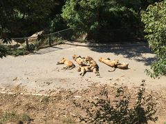 -大连森林动物园