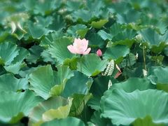 -合肥滨湖国家森林公园