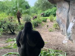 -奥兰多迪士尼动物王国乐园