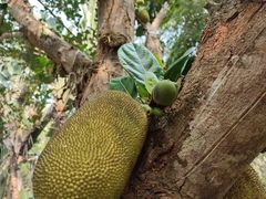 -中国科学院西双版纳热带植物园