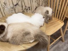 -楼上猫咖(罗湖店)