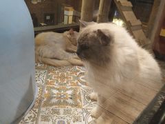 -more than meow吴止猫主题餐厅(承德 中船汇店)