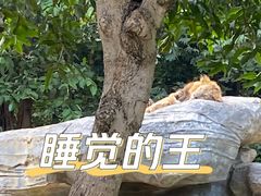 -广州长隆野生动物世界