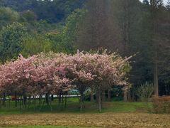 -贵阳市花溪国家城市湿地公园
