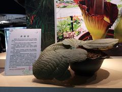-北京植物园-展览温室
