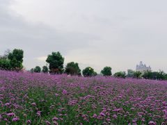 -荷兰花海