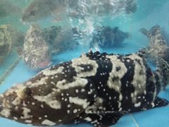 清蒸石斑鱼-源海渔村·现捞海鲜(大角湾店)