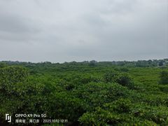 -东寨港红树林旅游区