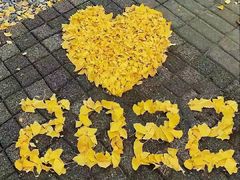 -三里屯东五街银杏大道