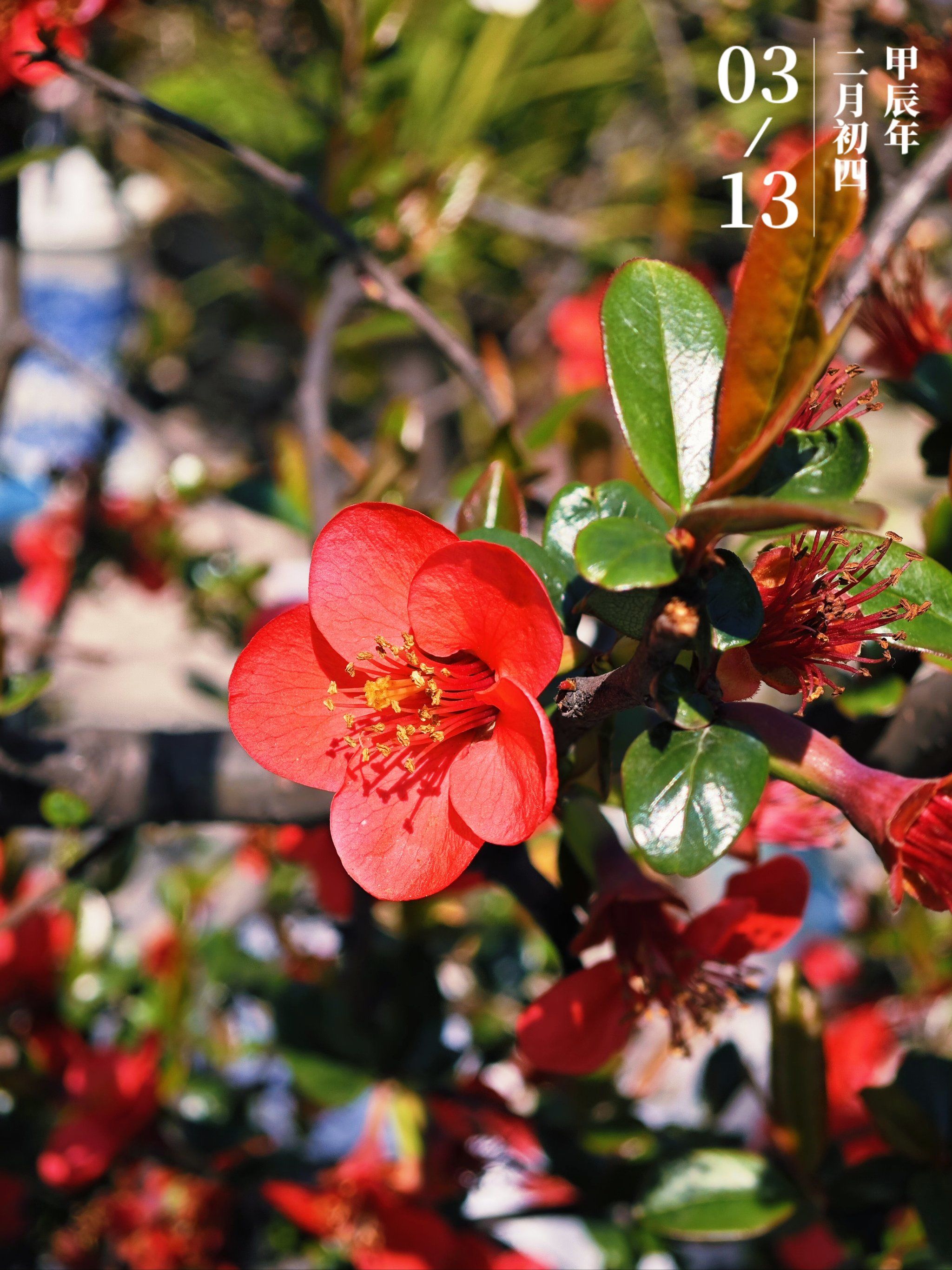 花花收集赛|木瓜海棠,可爱又热烈