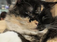 -楼上猫咖(罗湖店)