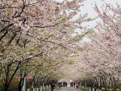 -高东镇樱花园