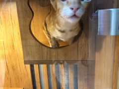 -叮叮猫咪生活馆