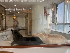 -共舞时光猫咖·狗咖(新街口店)