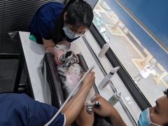 -伟伟宠物医院·CT影像中心·瑞派犬猫综合性门诊(汉口总院)