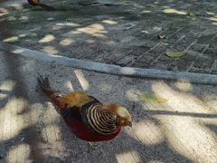 -深圳野生动物园
