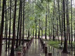 -桤木河湿地公园