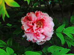 -莲花池公园