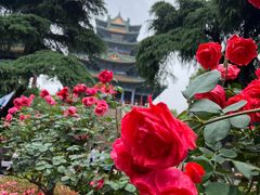 -阅江楼风景区