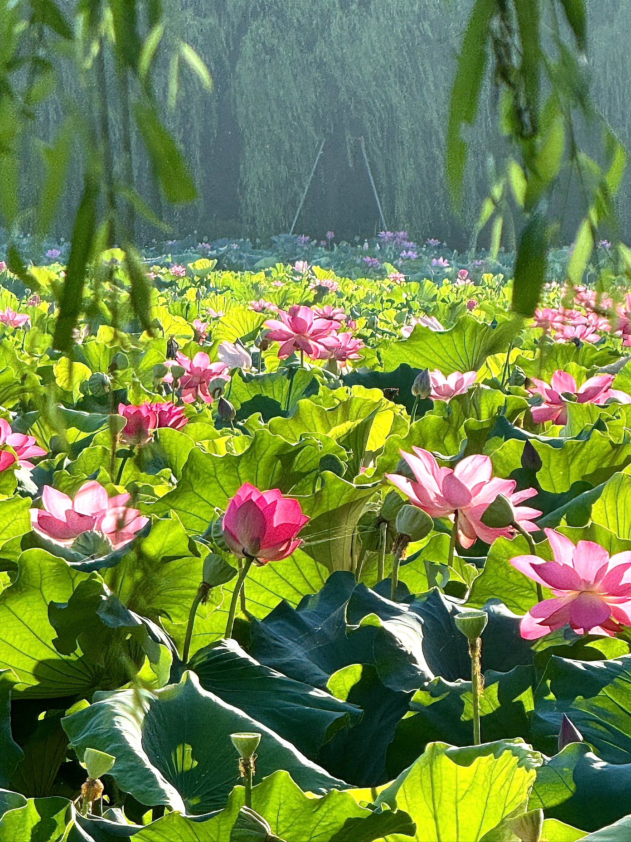 荷花什么季节开图片