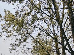 -汉长安城未央宫国家考古遗址公园