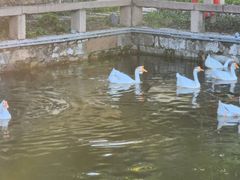 -苏州文庙(姑苏区)