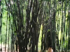 -望江楼公园