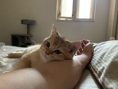 -猫十亿·布偶金渐层·曼基康矮脚猫舍(青年路店)