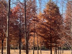 -黄海国家森林公园